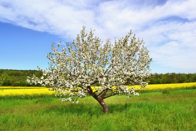 Blühender Apfelbaum mit Rapsfeld