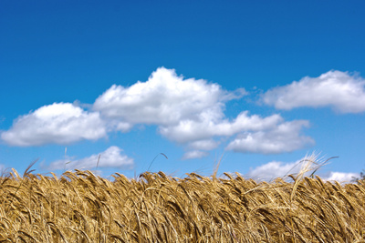 Getreidefeld im Wolkenhimmel
