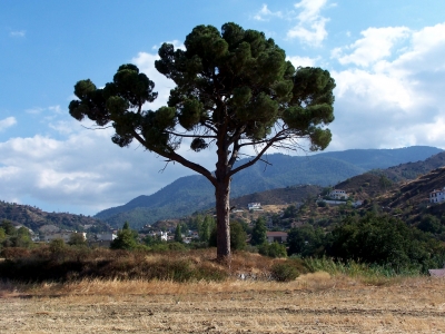 Zyprische Landschaft