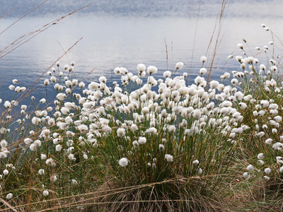Wollgrasblüte