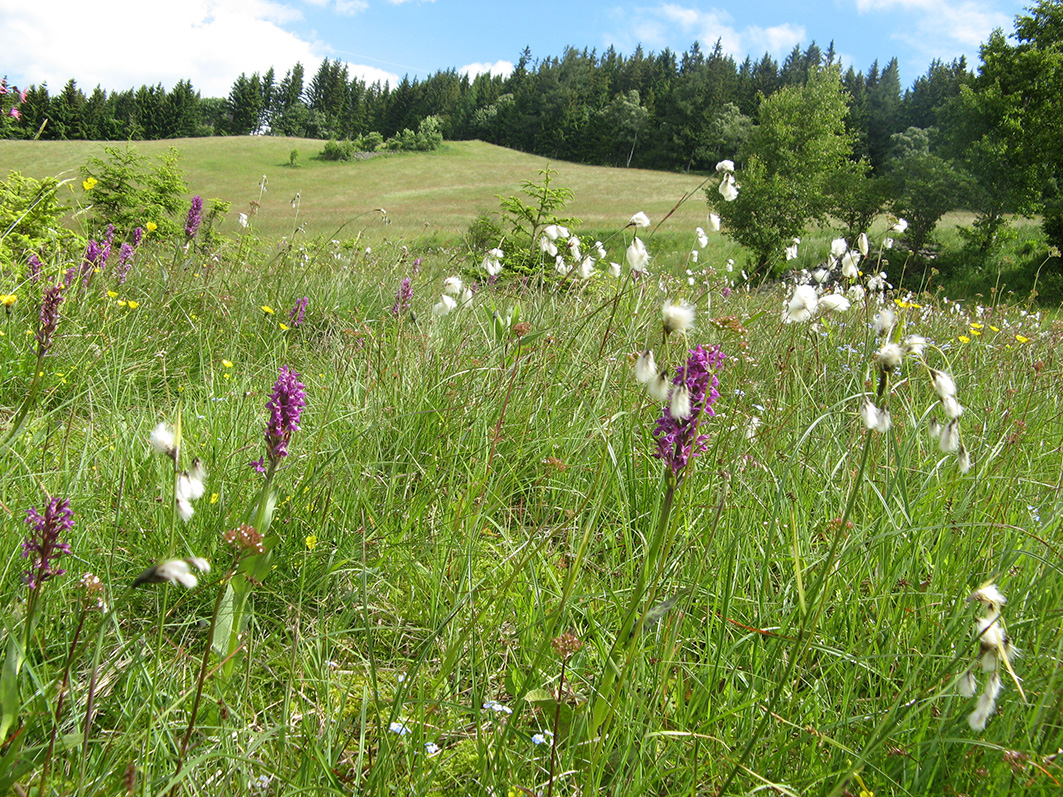 Wiese St. Kathrein