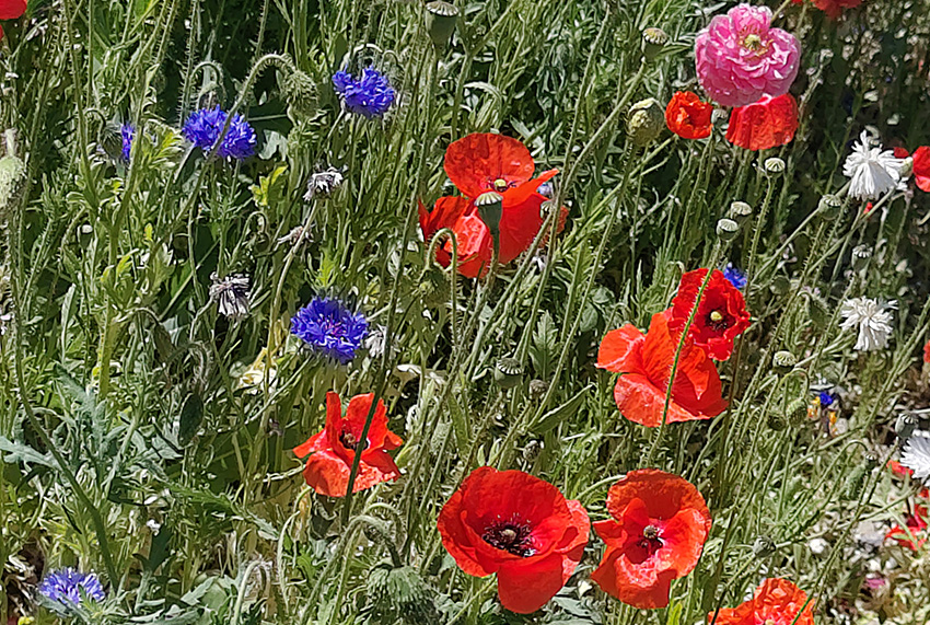 Blumenwiese