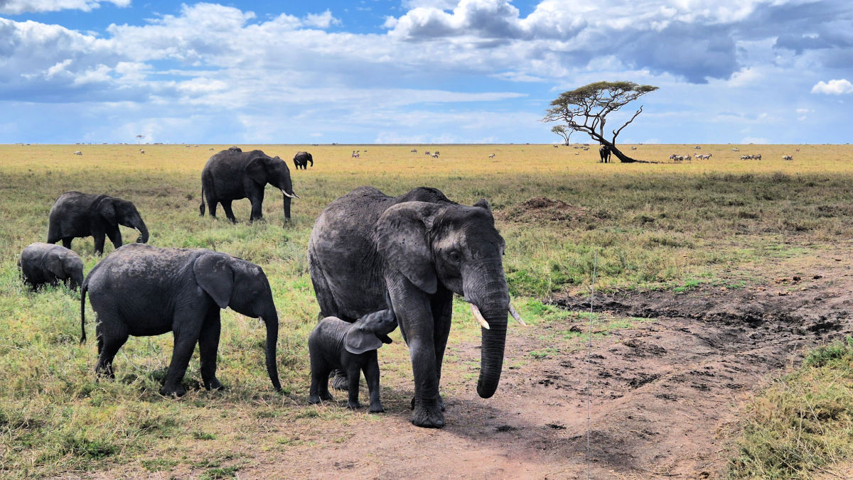 Familia de elefantes en Serengeti