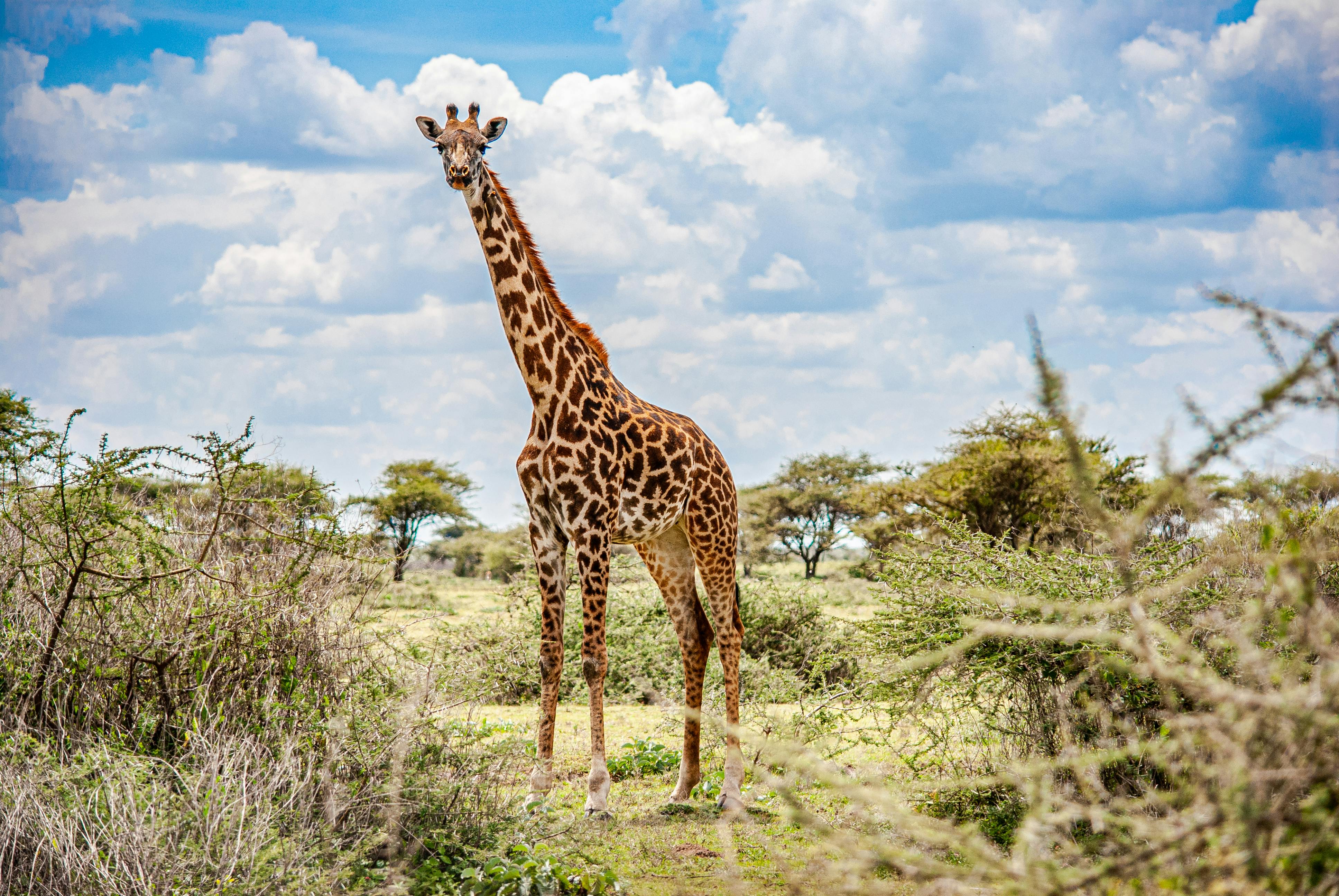 Jirafa en mitad de Masai Mara