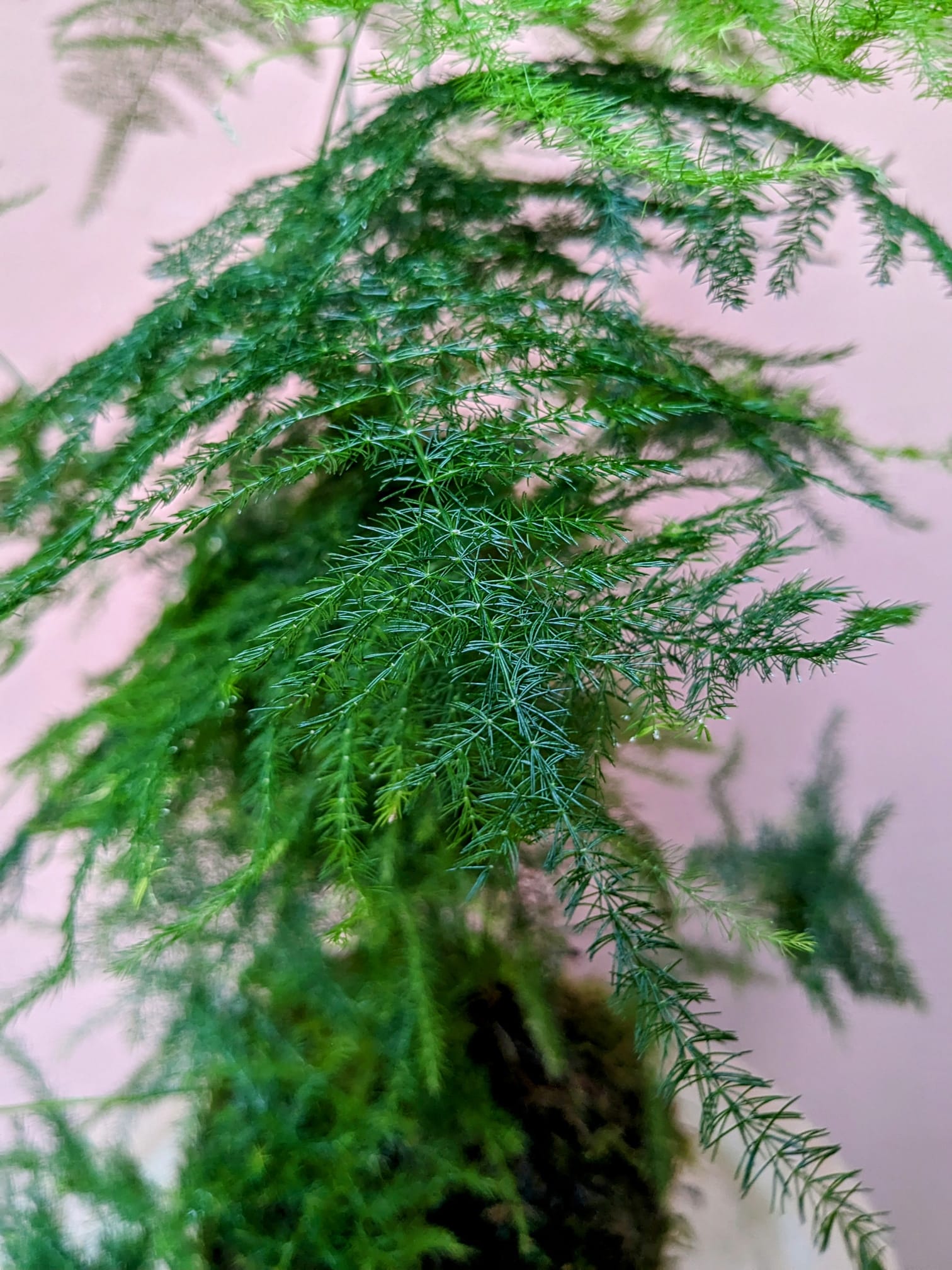 Atelier Kokedama — La Lunaire