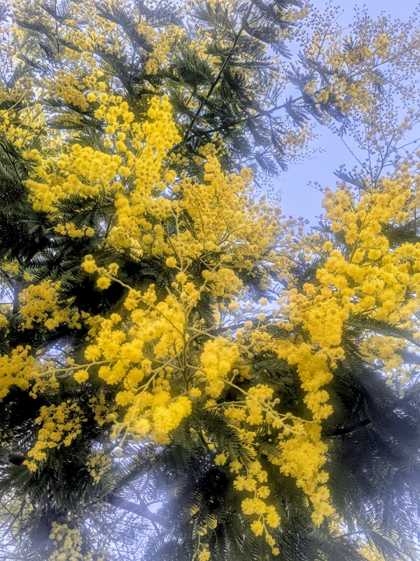 Mimosa en fleurs — Acacia dealbata