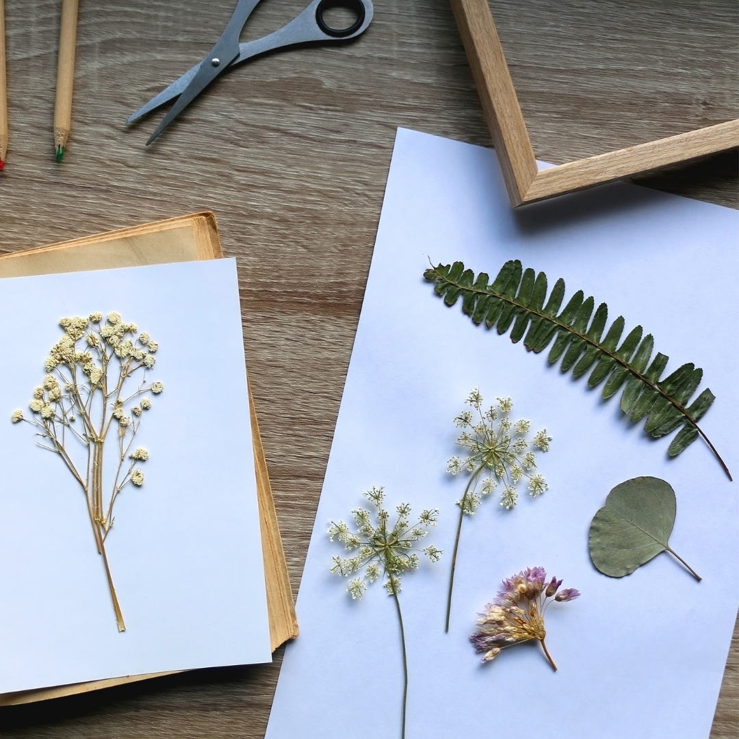Herbier terminé composé de fleurs séchées et pressées