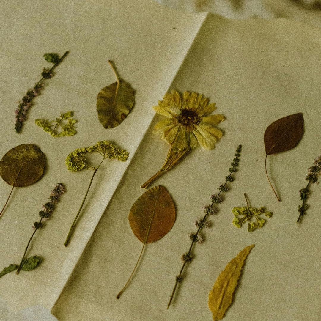 Étapes de préparation et de séchage de fleurs pour créer un herbier