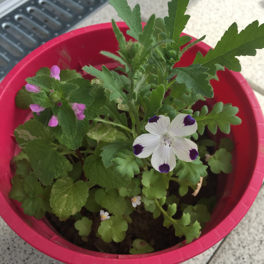 Fleurs des champs poussées à partir du papier ensemencé