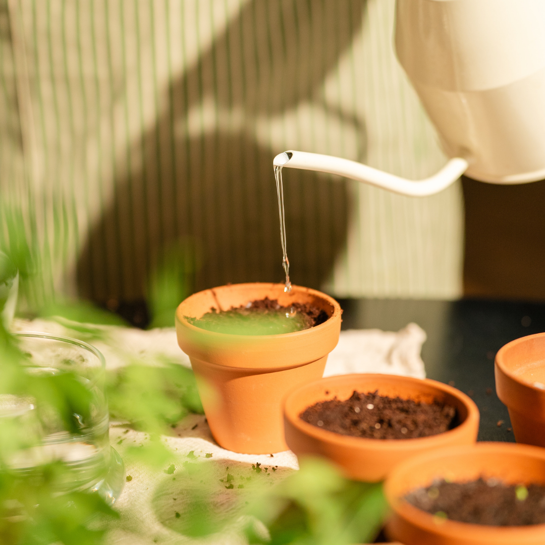 Arroser le papier ensemencé planté