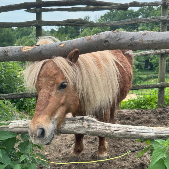 Cura e pulizia del pony