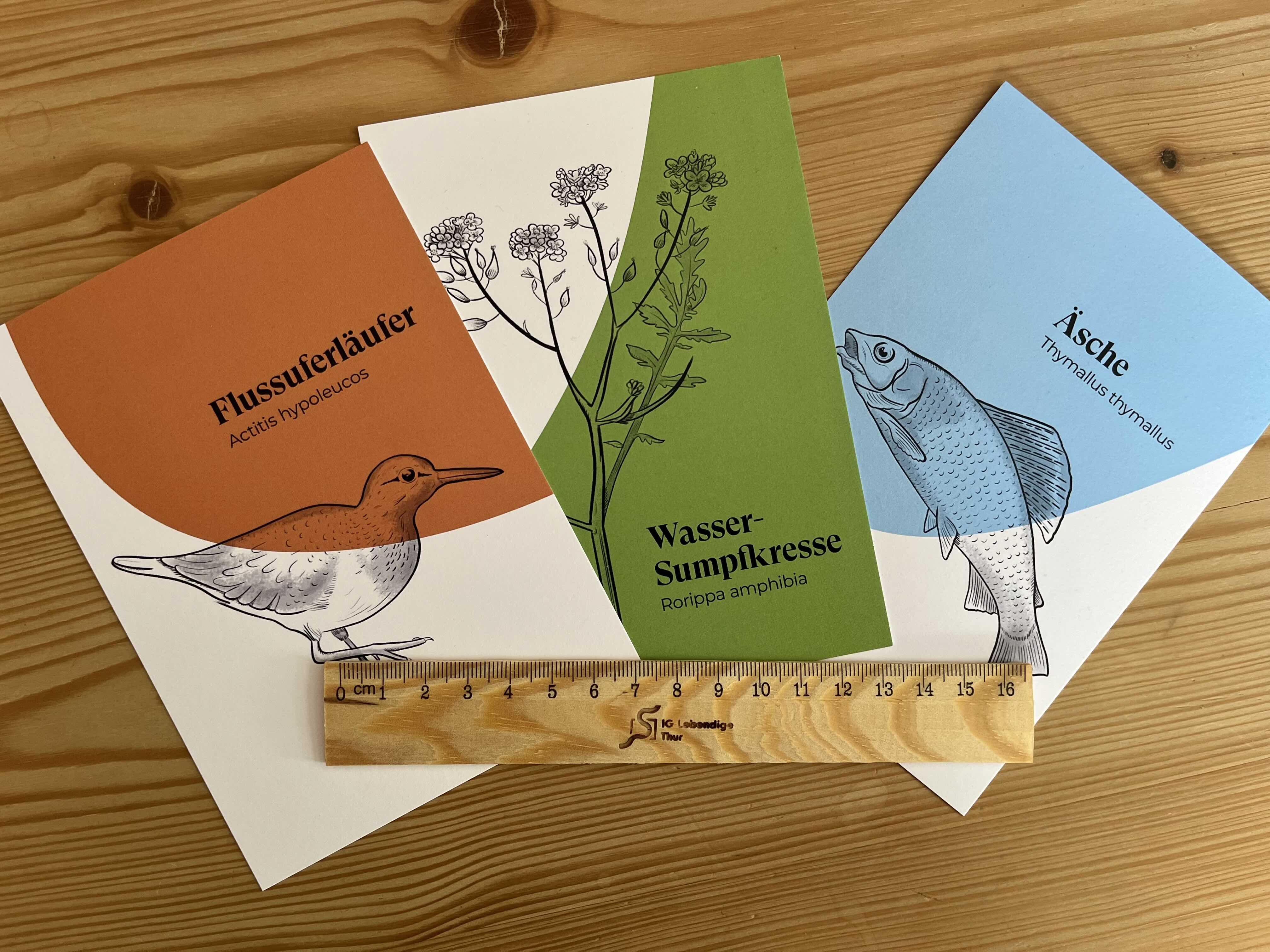 Starter-Paket