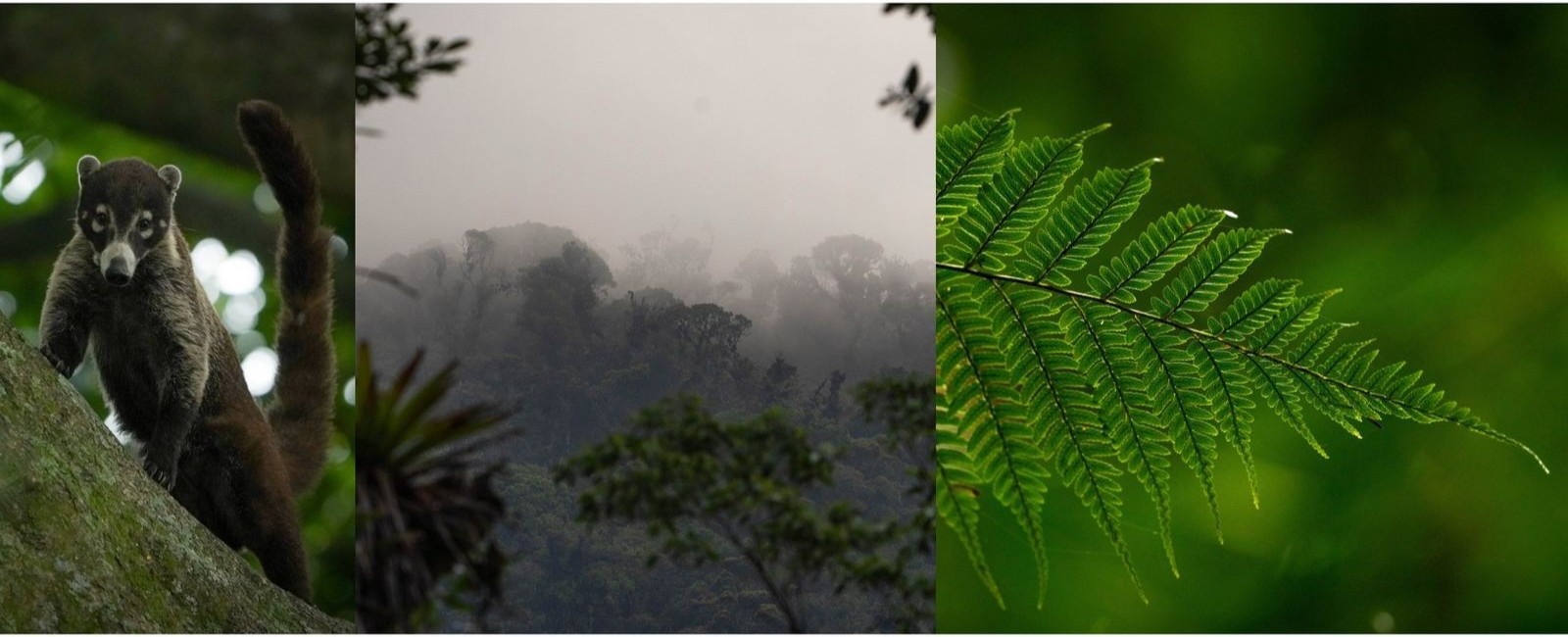Quetzal