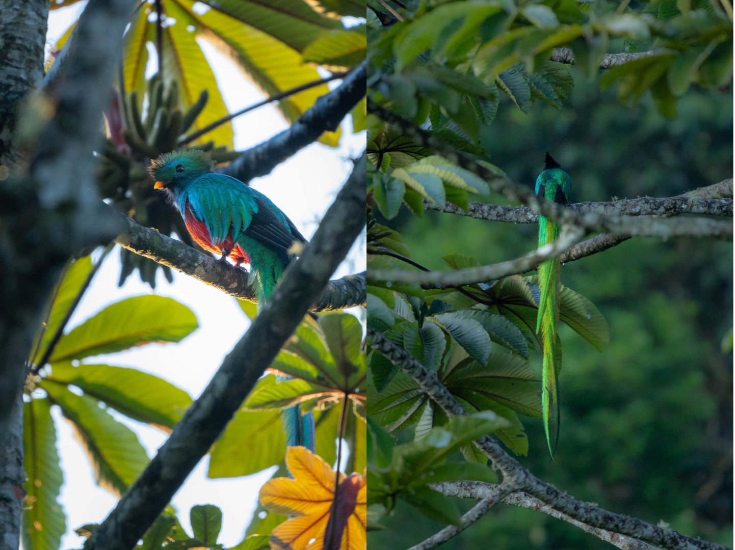 Bosque nuboso en Guatemala