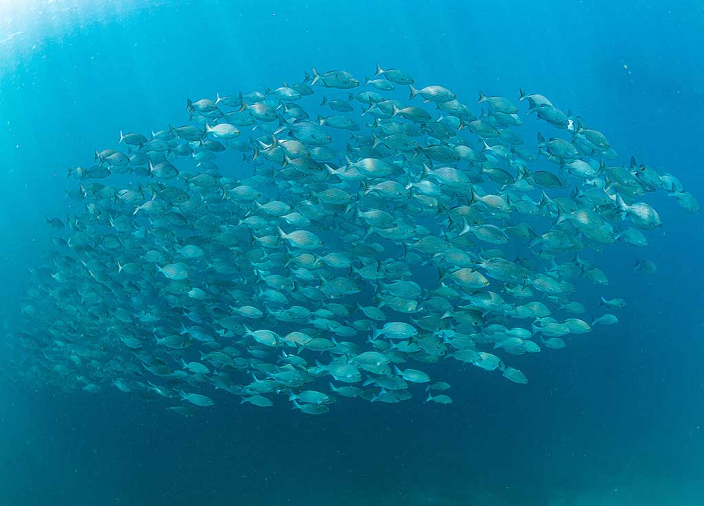 Tauchen rund um Sansibar und die Spice Islands